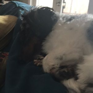 Meet your Posher, Ann